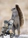 vevericka-na-prechadzke